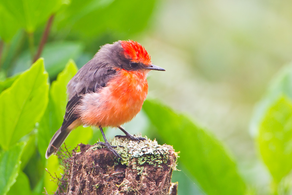 (Galapagos) Vermilion Flycatcher (Pyrocephalus rubinus nanus)