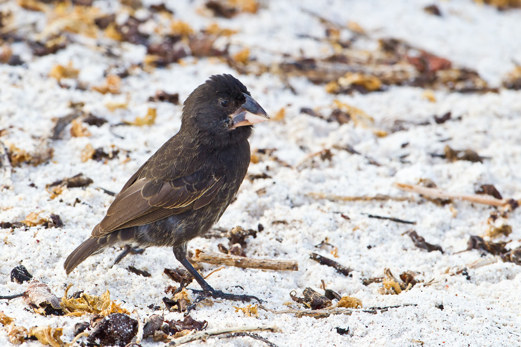 Large Cactus-Finch (Geospiza conirostris)