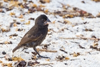 Large Cactus-Finch (Geospiza conirostris)