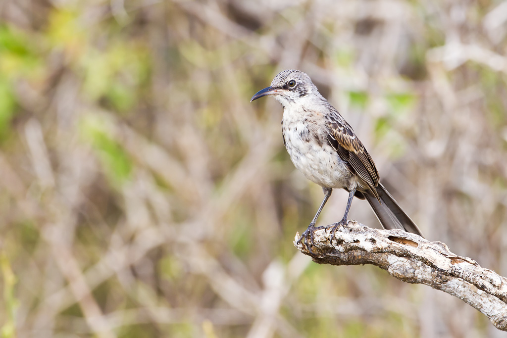 Espanola Mockingbird (Nesomimus macdonaldi)