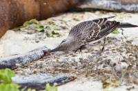 Espanola Mockingbird (Mimus macdonaldi)