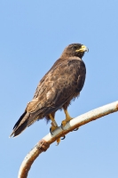 Galapagos Hawk (Buteo galapagoensis)