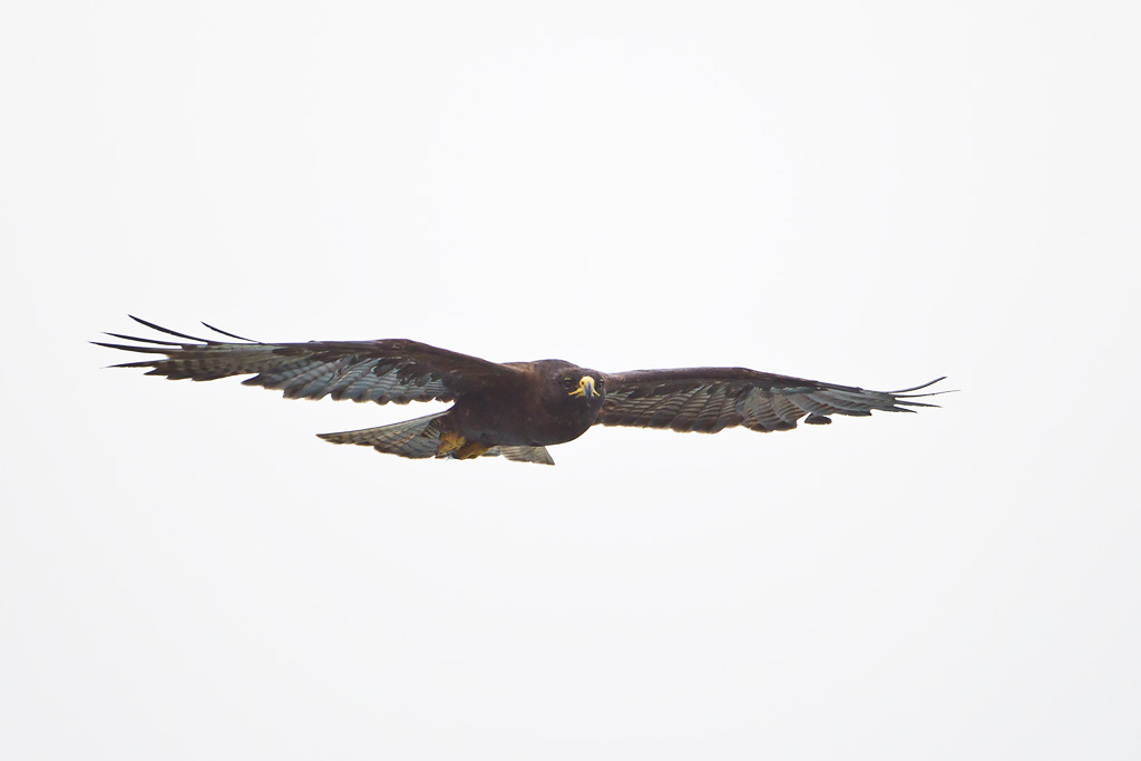 Galapagos Hawk (Buteo galapagoensis)