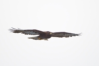 Galapagos Hawk (Buteo galapagoensis)