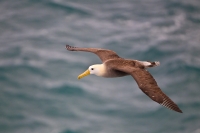 Waved Albatross (Phoebastria irrorata)