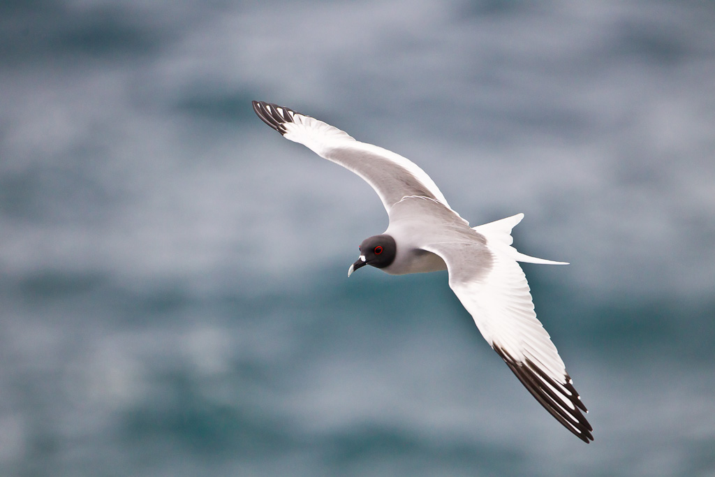 Swallow-tailed Gull (Creagrus furcatus)