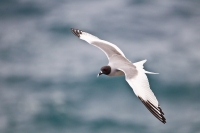 Swallow-tailed Gull (Creagrus furcatus)