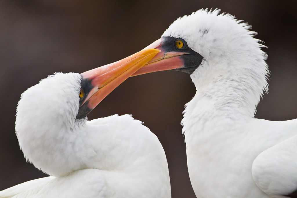 Nazca Booby (Sula granti)