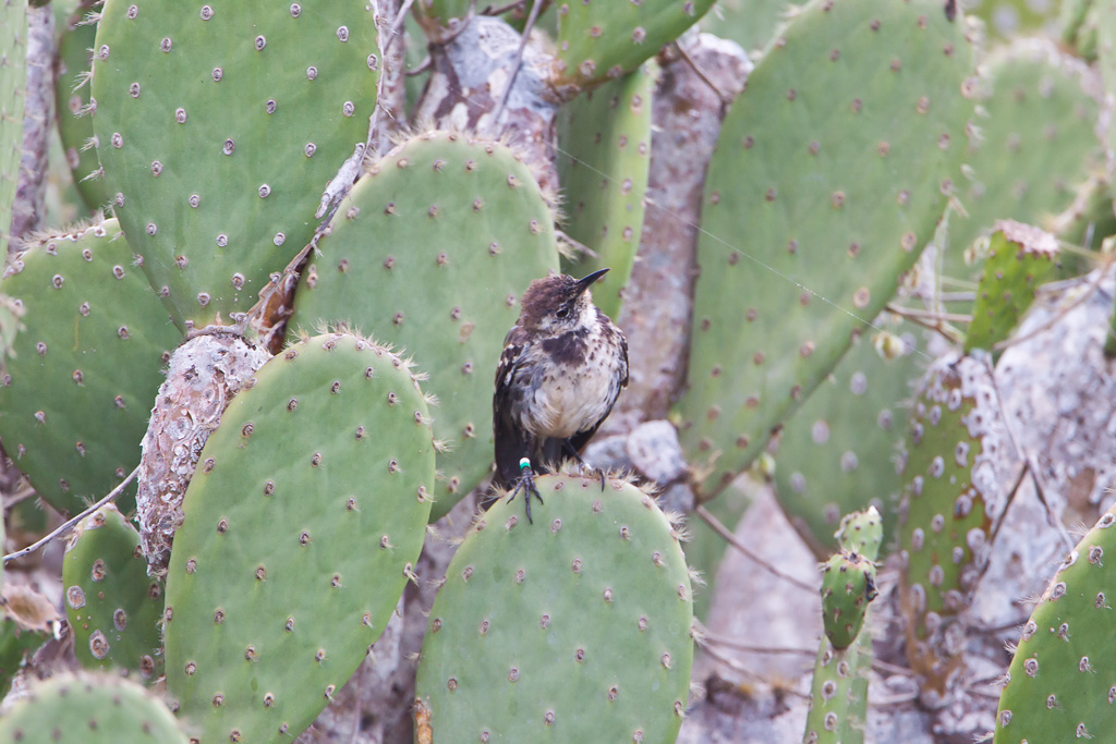 Floreana Mockingbird (Nesomimus trifasciatus)