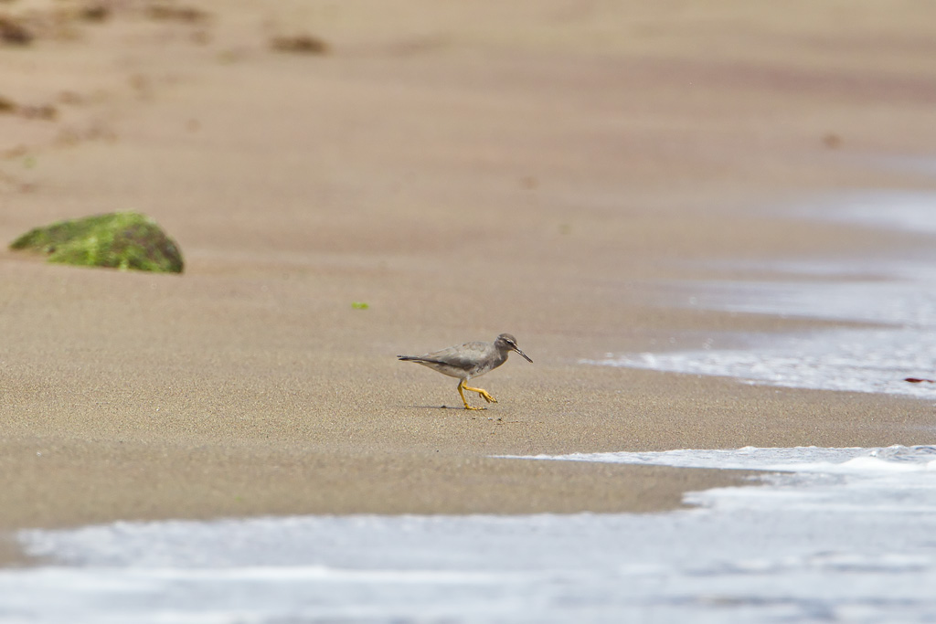 Wandering Tatler (Tringa incana)