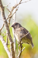 Medium Tree-Finch (Camarhynchus pauper)