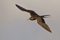 Magnificent Frigatebird (Fregata magnificens)