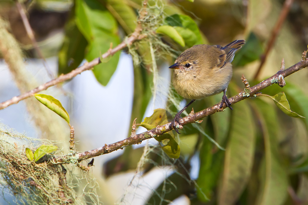 Gray Warbler-Finch (Certhidea fusca)