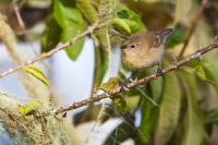 Gray Warbler-Finch (Certhidea fusca)
