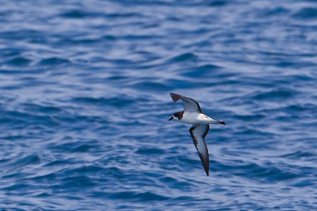 Galapagos (Dark-rumped) Petrel (Pterodroma phaeopygia)