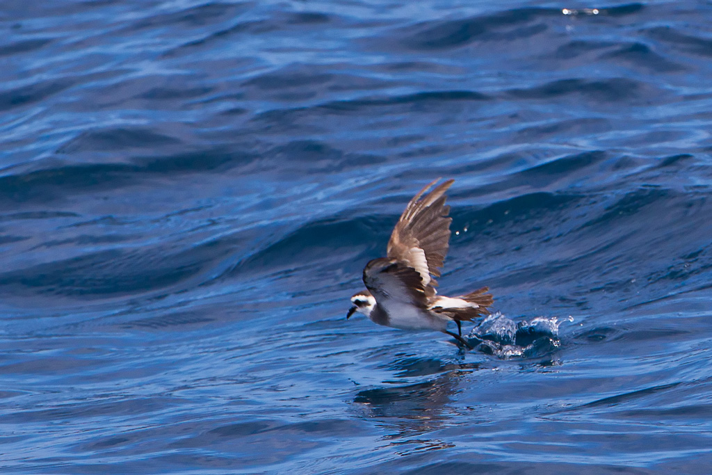 White-faced Storm-Petrel (Pelagodroma marina)