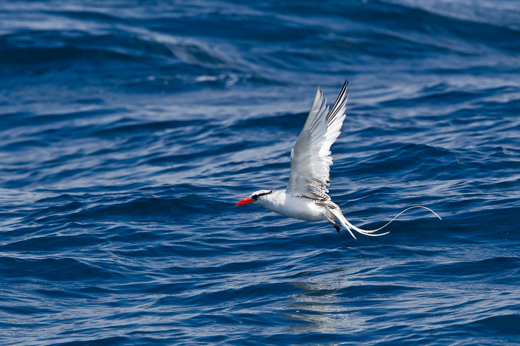 Red-billed Tropicbird (Phaethon aethereus mesonauta)