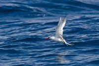 Red-billed Tropicbird (Phaethon aethereus mesonauta)