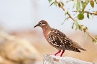 Galapagos Dove (Zenaida galapagoensis)