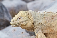 Santa Fe Land Iguana (Conolophus pallidus)