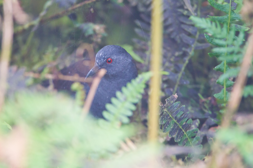 Galapagos Rail (Laterallus spilonotus)