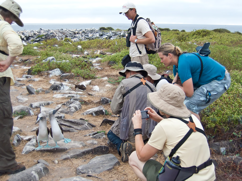 Blue-footed Booby (Sula nebouxii excisa)