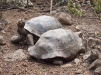 Galapagos Tortoises