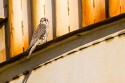 Prairie Falcon (Falco mexicanus)