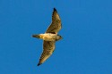 Prairie Falcon (Falco mexicanus)