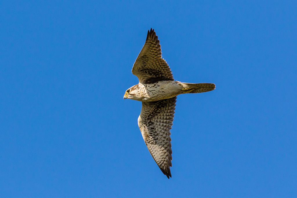 Prairie Falcon (Falco mexicanus)