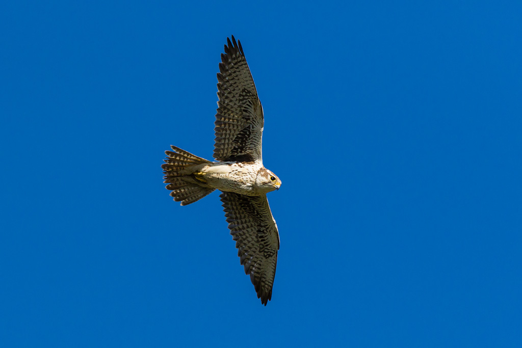 Prairie Falcon (Falco mexicanus)