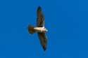 Prairie Falcon (Falco mexicanus)