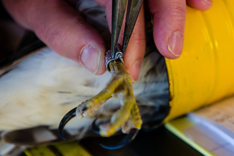 Attaching band to hawk's leg