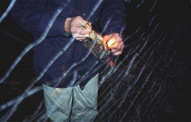 Removing Saw Whet Owl from mist net during night-time trapping.