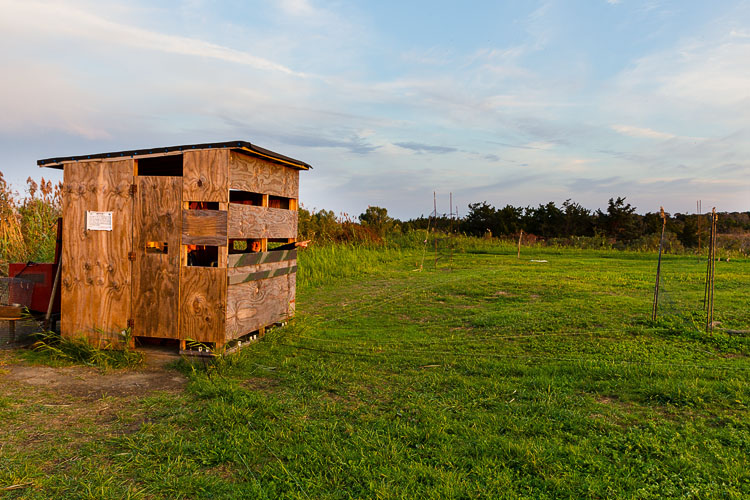 Raptor banding blind in Cape May, NJ