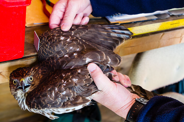 Measuring the length of a Cooper's Hawk's wing chord