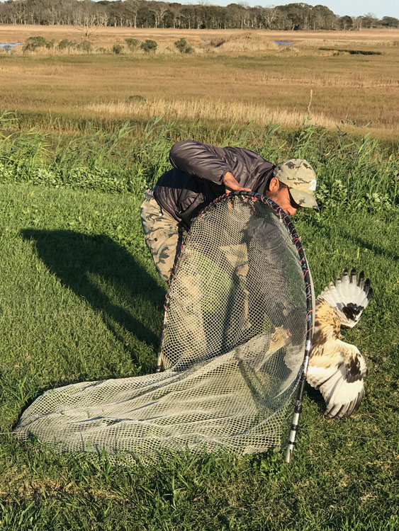 Extracting a Rough-legged Hawk from under a bow trap