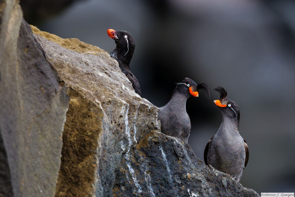 Crested Auklet (Aethia cristatella) and Parakeet Auklet (Aethia psittacula)<br/>St. Paul Island