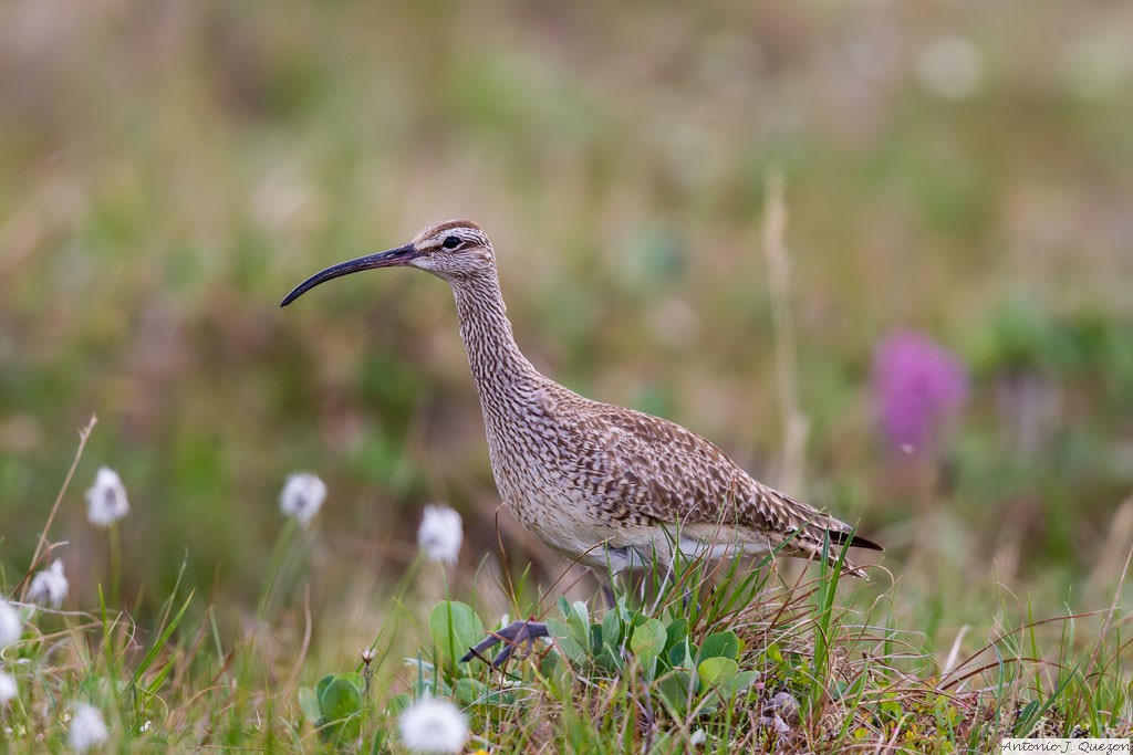 Bristle-thighed Curlew (Numenius tahitiensis)<br/>Nome