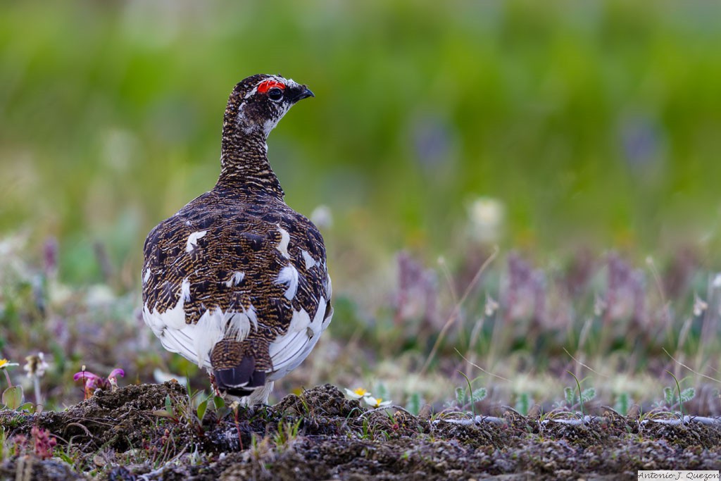 Rock Ptarmigan (Lagopus muta)<br/>Nome