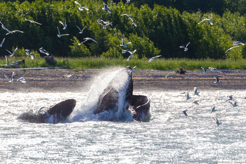 Humpback Whale (Megaptera novaeangliae)<br/>Seward