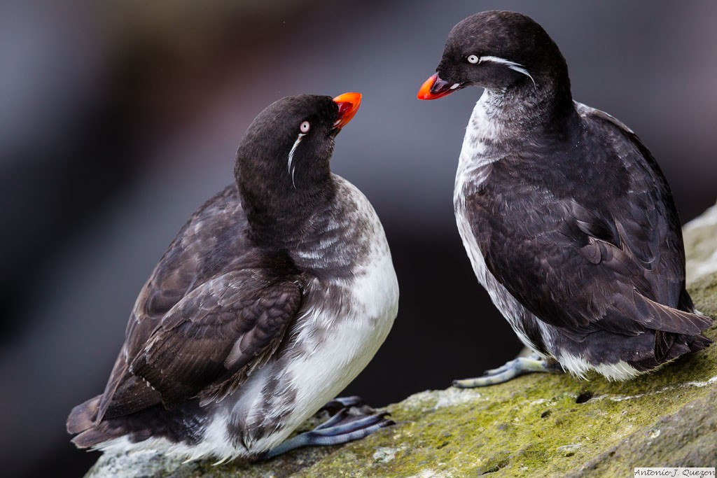 Parakeet Auklet (Aethia psittacula)<br/>St. Paul Island