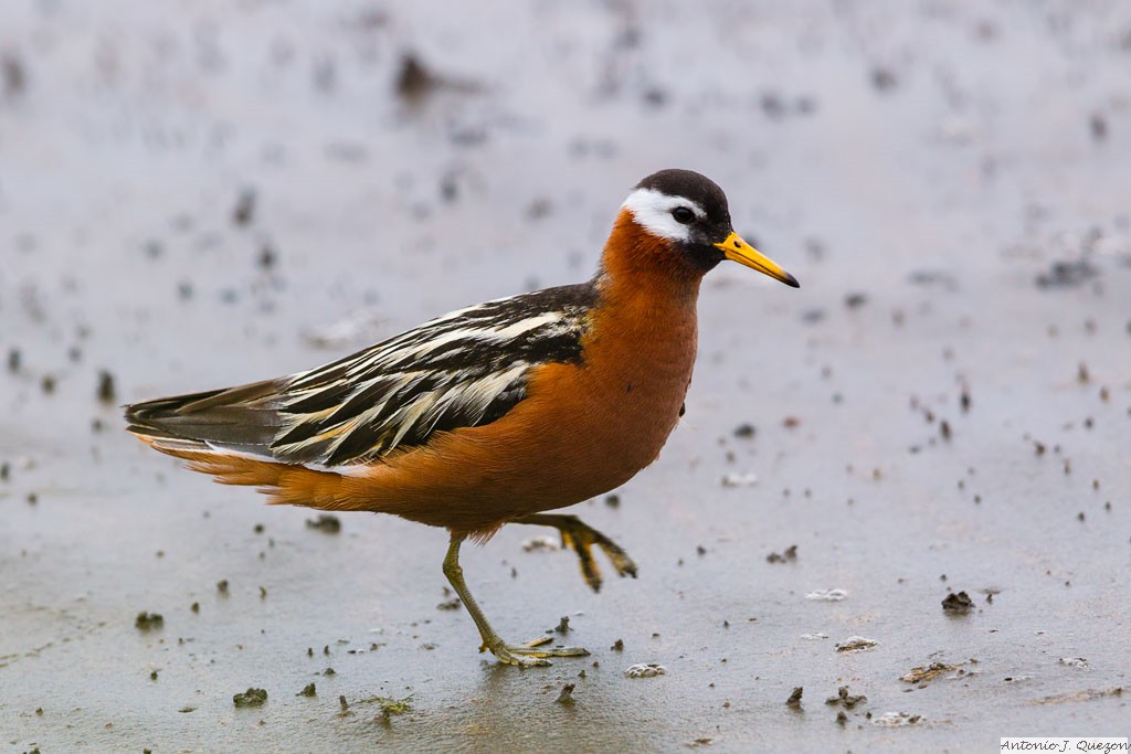 Red Phalarope (Phalaropus fulicarius)<br/>St. Paul Island