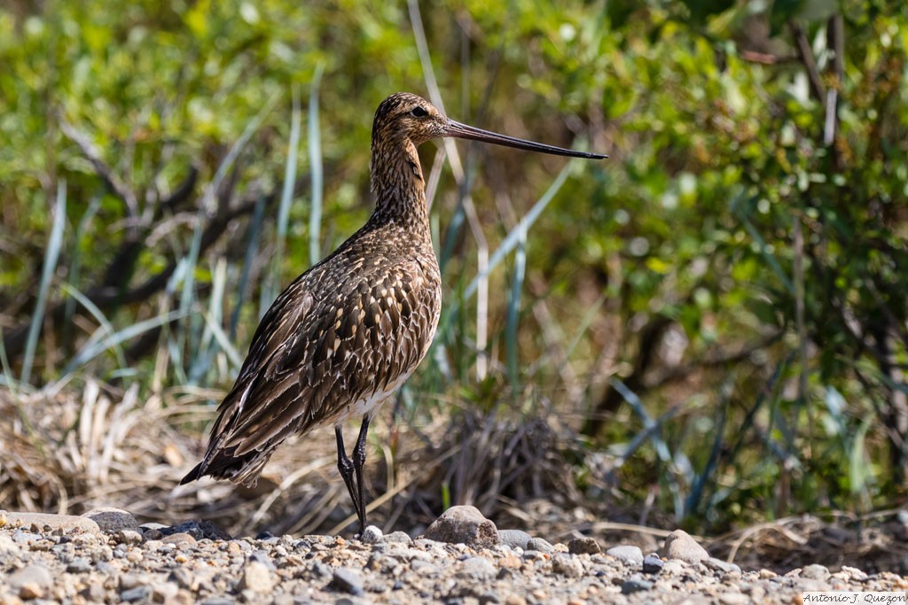 Bar-tailed Godwit (Limosa lapponica)<br/>Nome