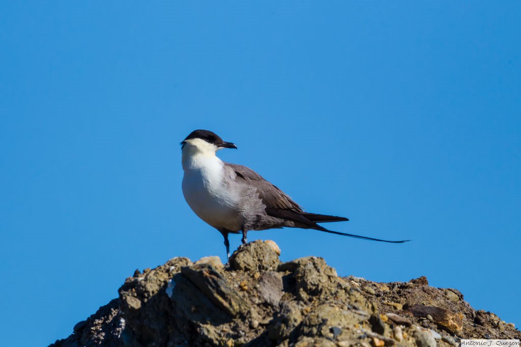 Long-tailed Jaeger (Stercorarius longicaudus)<br/>Nome