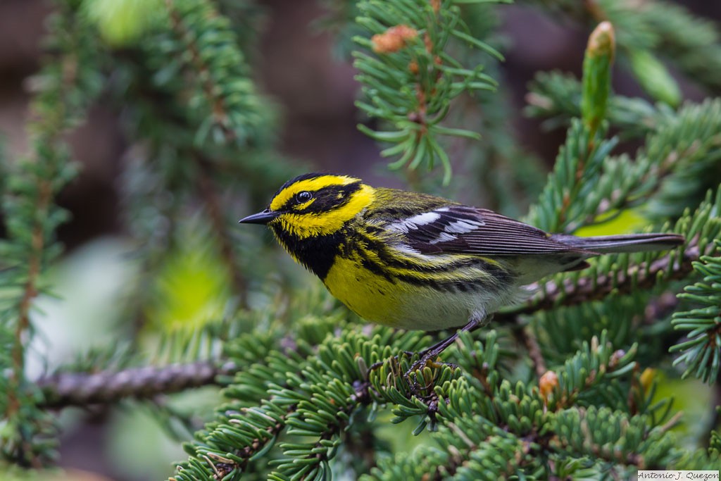 Townsend's Warbler (Setophaga townsendi)<br/>Seward Highway