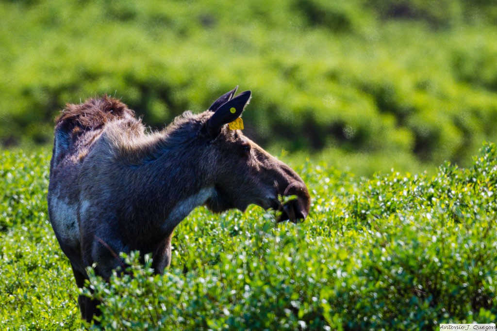 Moose (Alces alces)<br/>Nome