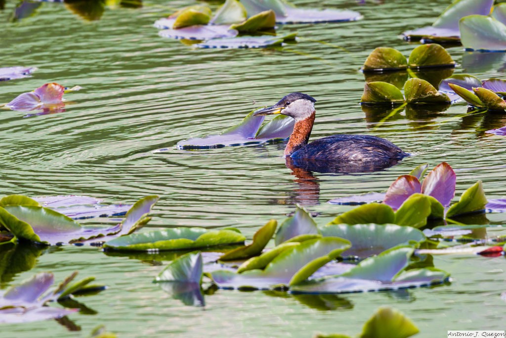 Red-necked Grebe (Podiceps grisegena)<br/>Seward Highway