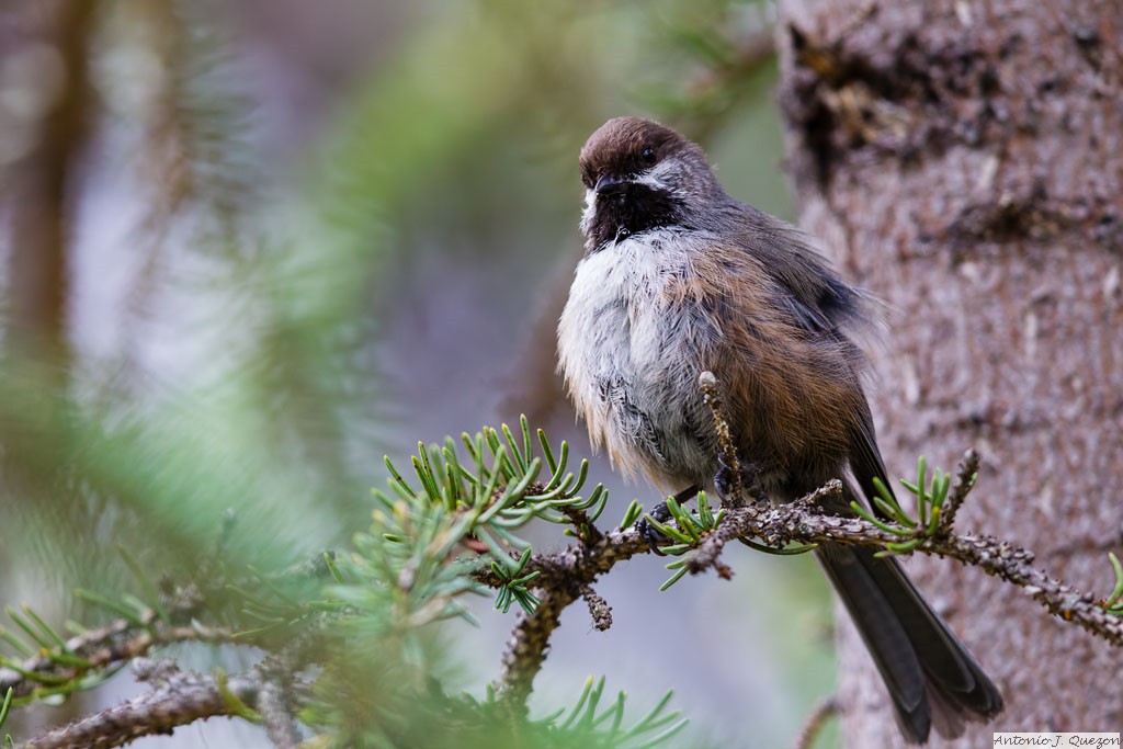 Boreal Chickadee (Poecile hudsonicus)<br/>Denali