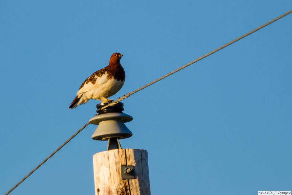 Willow Ptarmigan (Lagopus lagopus)<br/>Nome